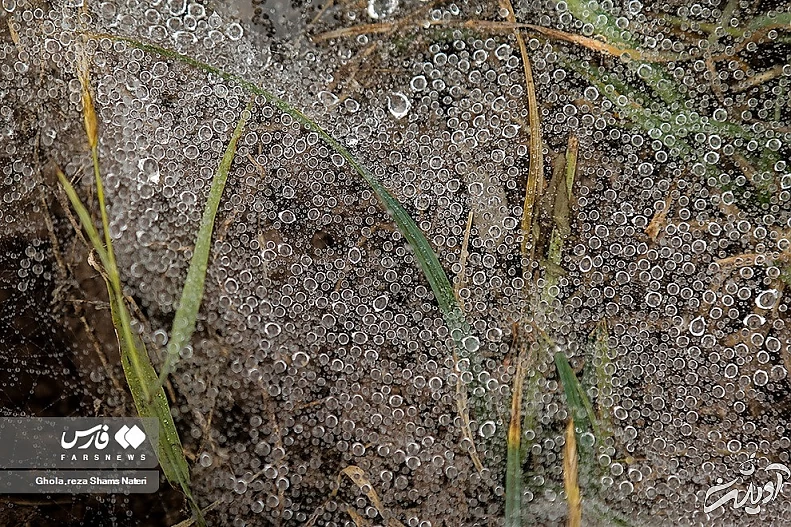 (تصاویر) همنشینی قطرات شبنم با تارهای عنکبوت